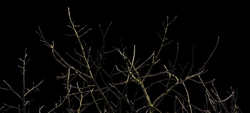 Whispering Willow